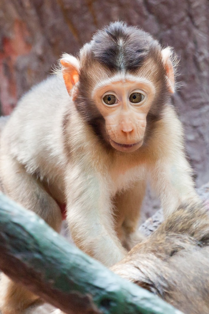 monkey xtc pill