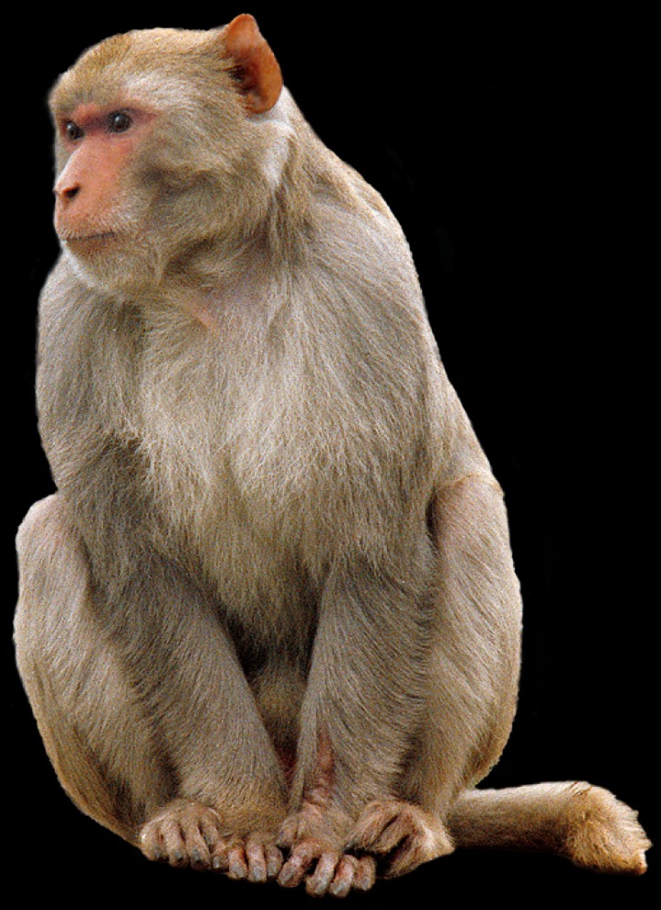 monkey xtc pill