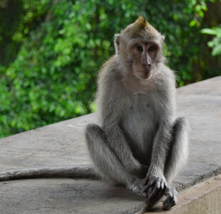 monkey xtc pill