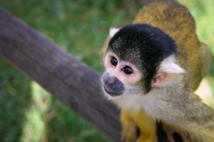 monkey xtc pill