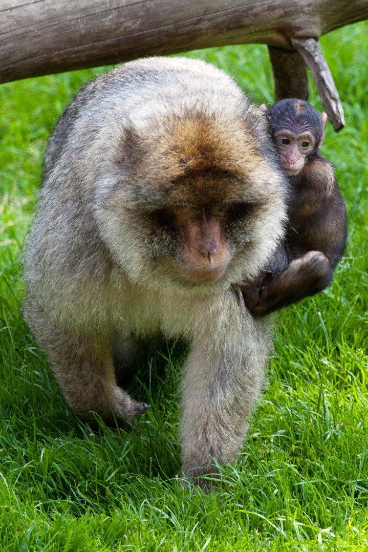 monkey x pill
