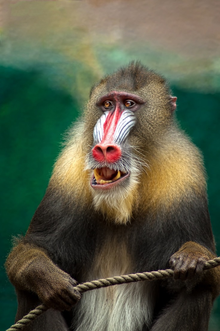 monkey x pill