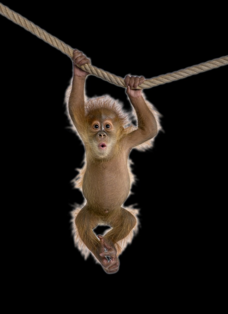 monkey x pill