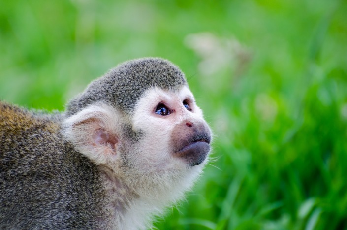 monkey x pill