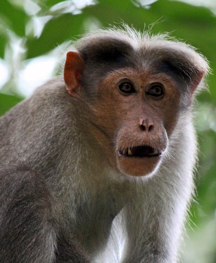 monkey x pill