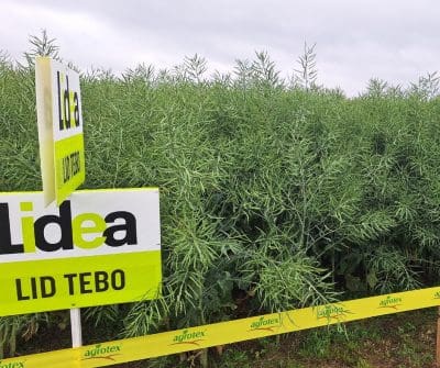 dark markets romania